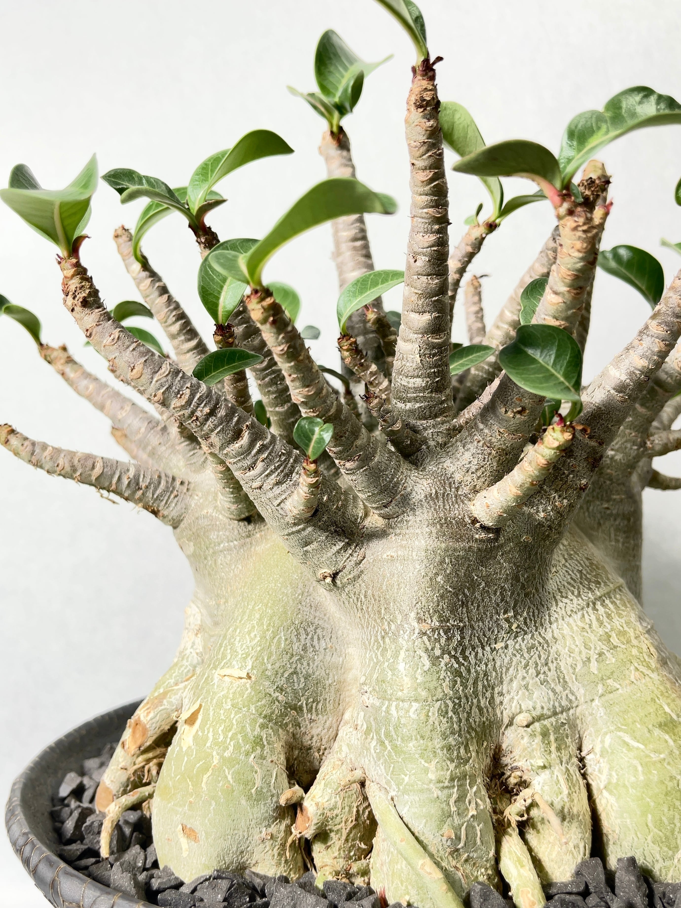 アデニウム・トンモン | trigger