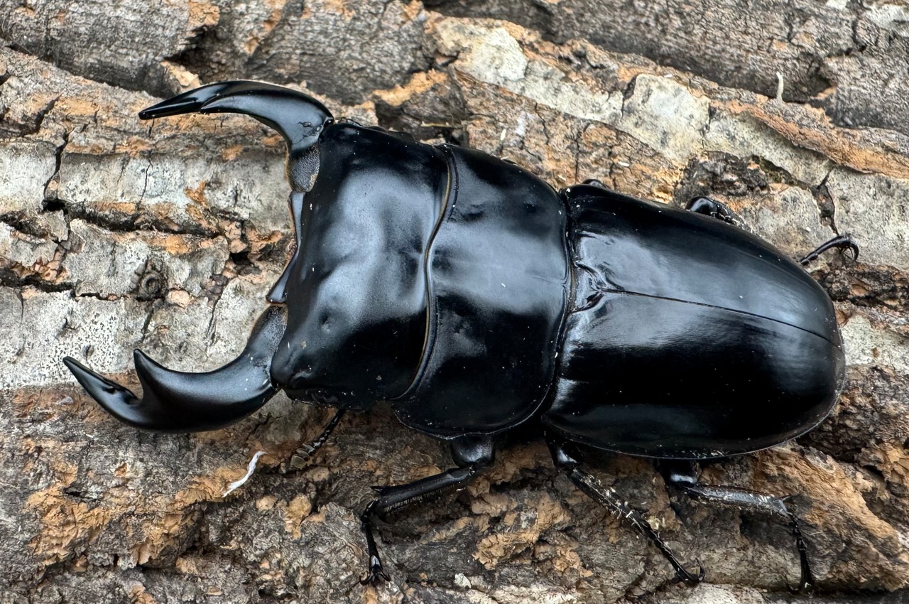 《インドアンタエウス サディア産 80mm ペア》