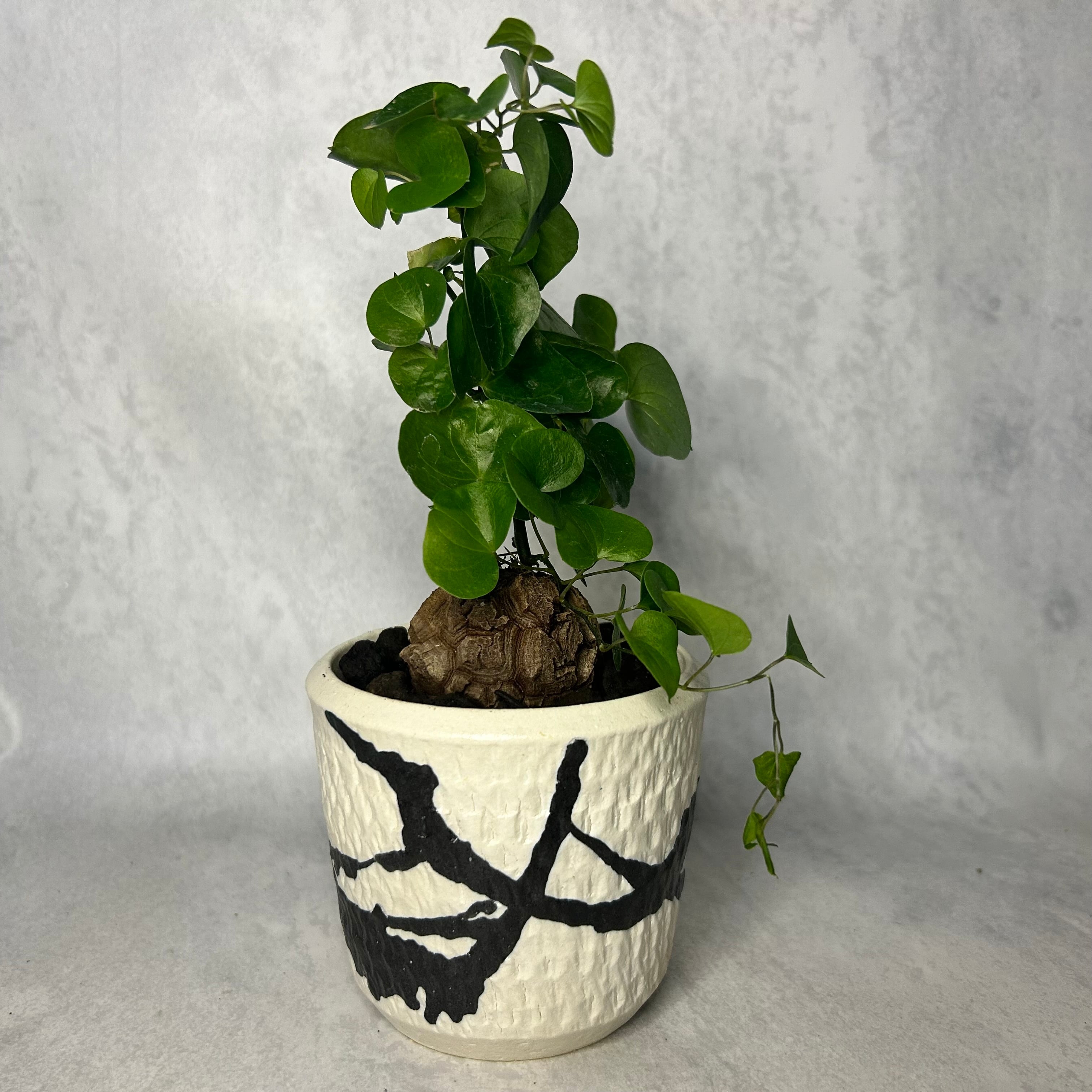 5cm越え ボコボコ割れ 亀甲竜 ディオスコレア 塊根植物 k26902 | Pay ID