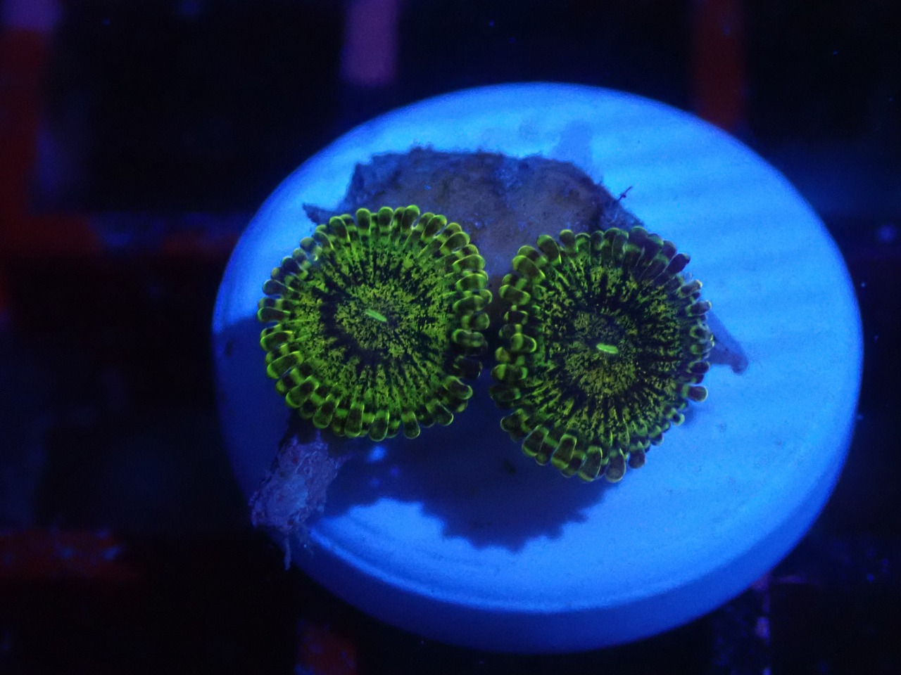 JakartaZoa ToxicGold 3