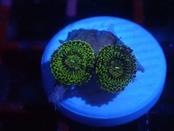 JakartaZoa ToxicGold 3