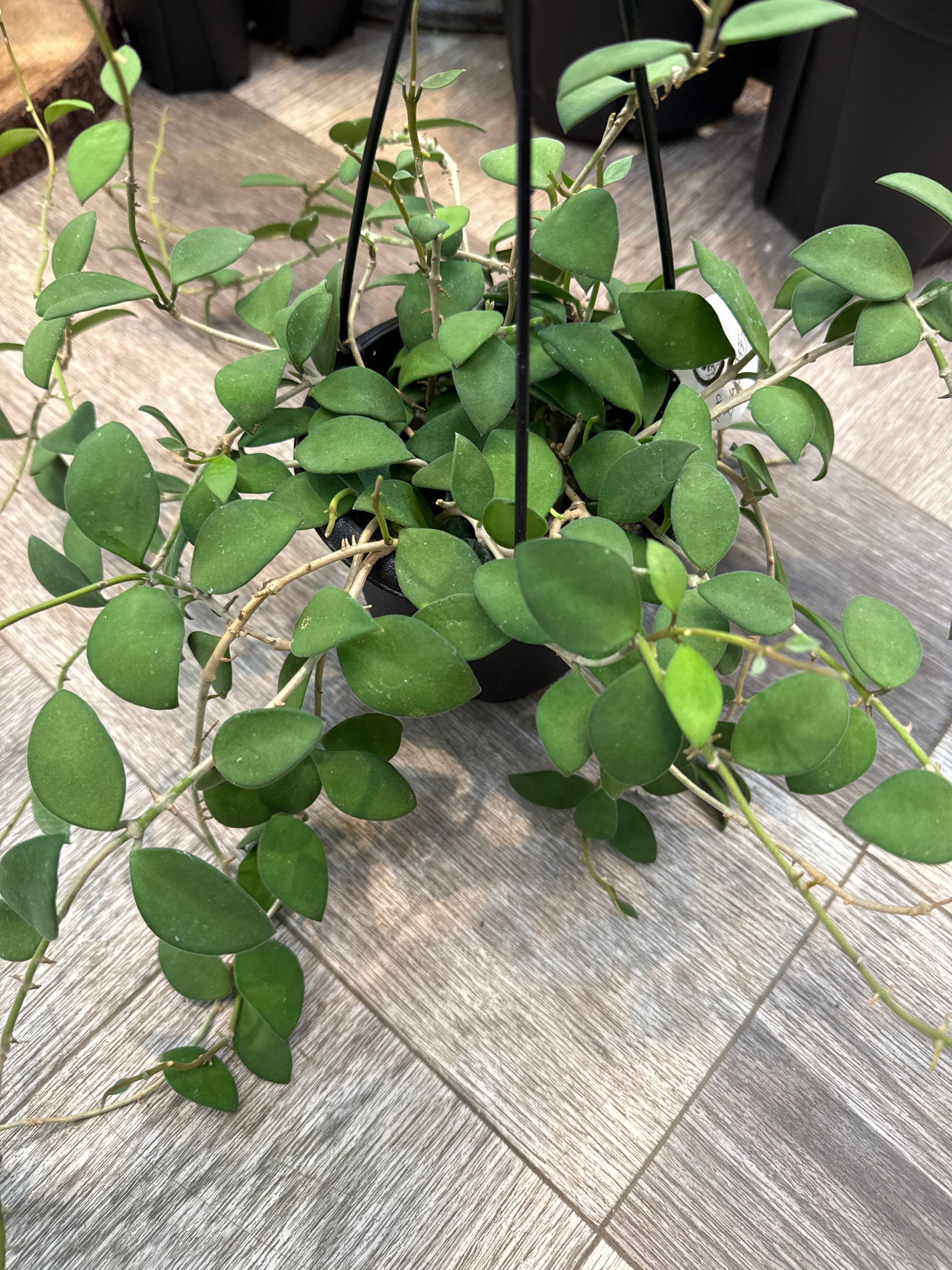 4. ホヤ マチルダシルバースプラッシュ | Gardenえん 【観葉熱帯植物】