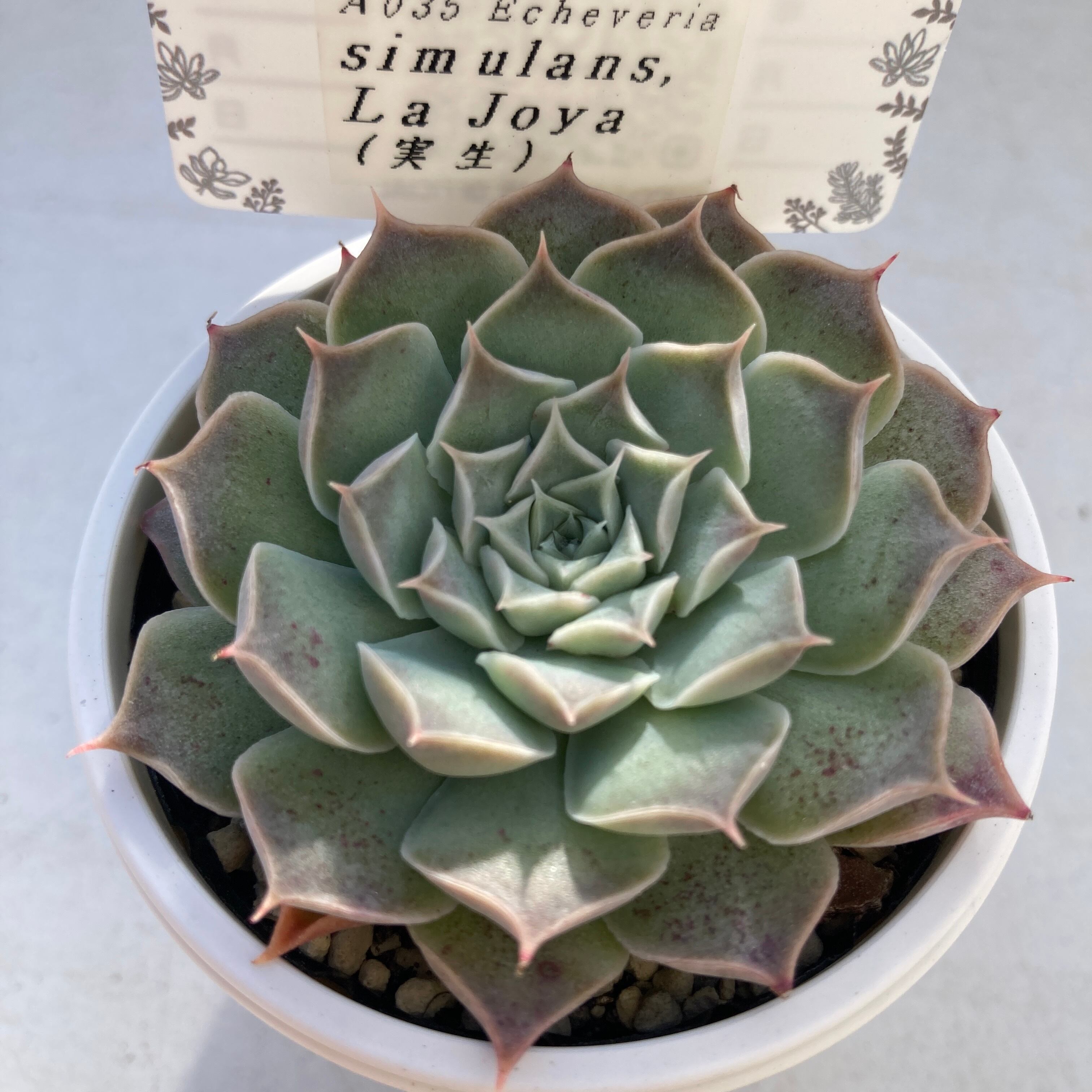 現物商品】ECHEVERIA simlans La Joya 原種 実生苗 | 多肉植物研究所