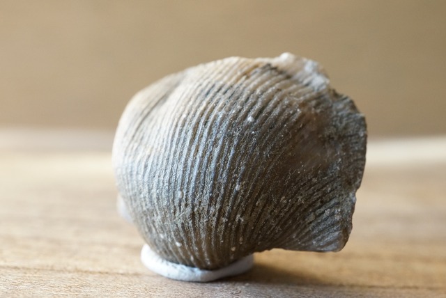 Hebertella sinuata 化石