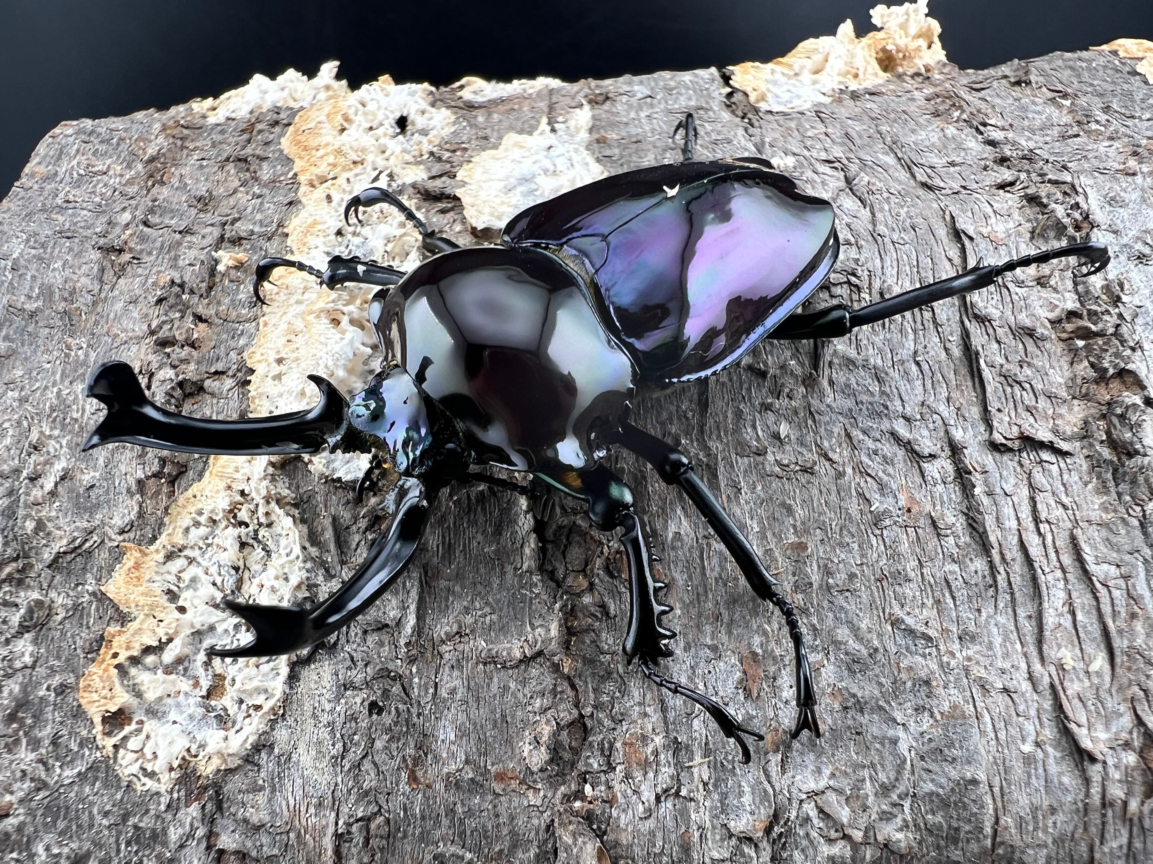 ニジイロクワガタ 紫紺ピカール系 56mm ペア》セルヴォラン氏委託個体