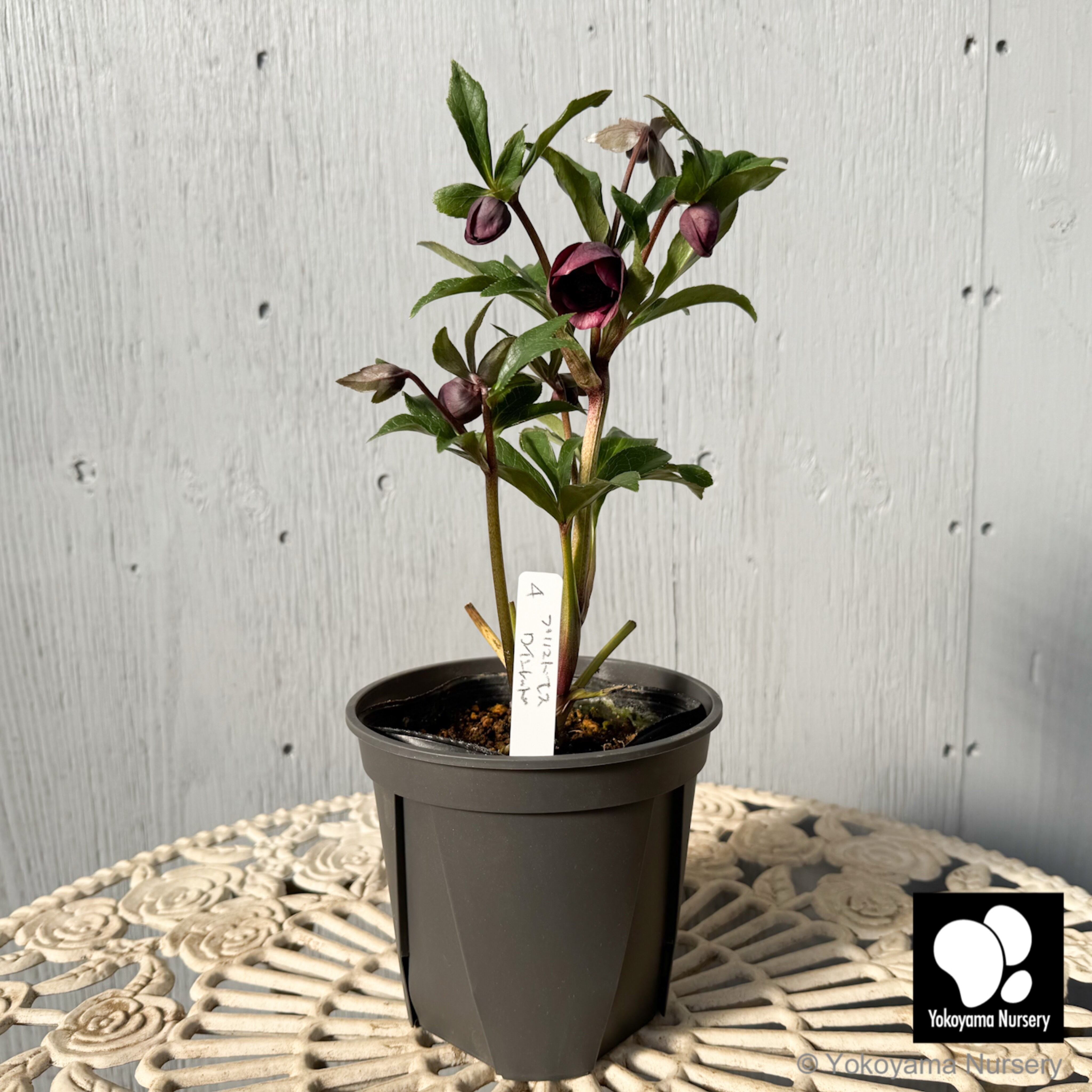 しぶかり様　　ベリーローズ3本 抽選販売】［14］ クリスマスローズ プリマドレス ピンク 4.5号 | 横山