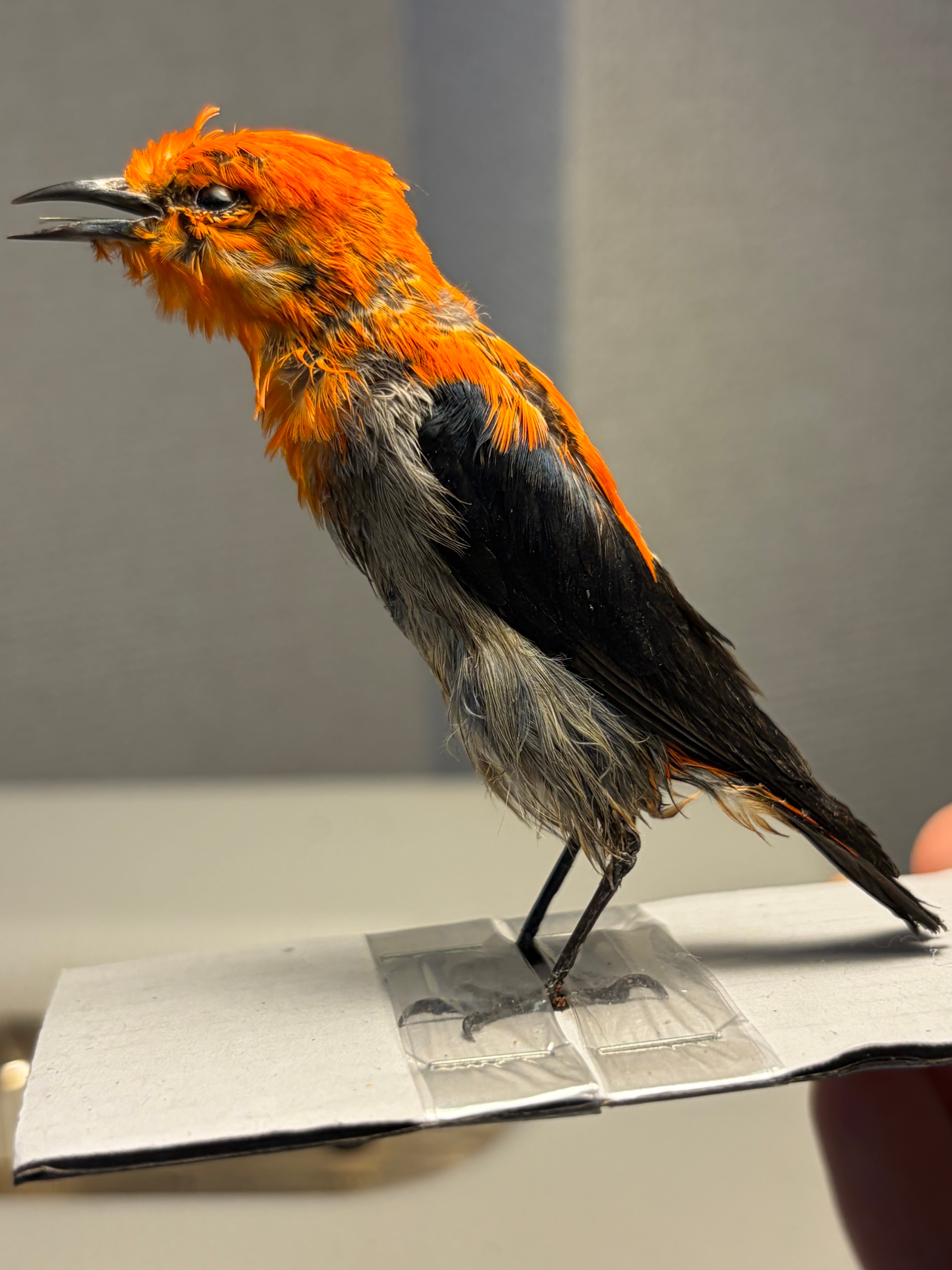 鳥剥製】ショウジョウハナドリ インコ フクロウ カラス オウム ハト