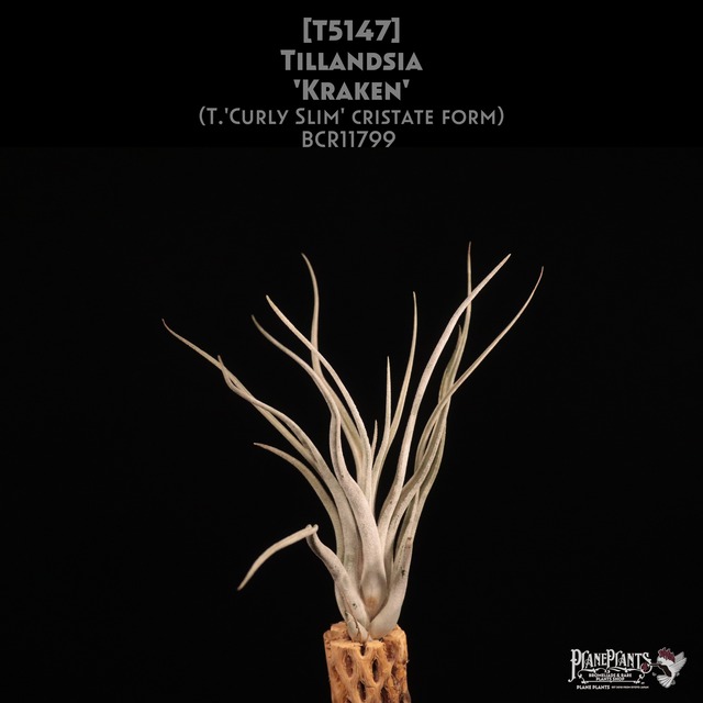 【送料無料】'Kraken'〔エアプランツ〕現品発送T5413