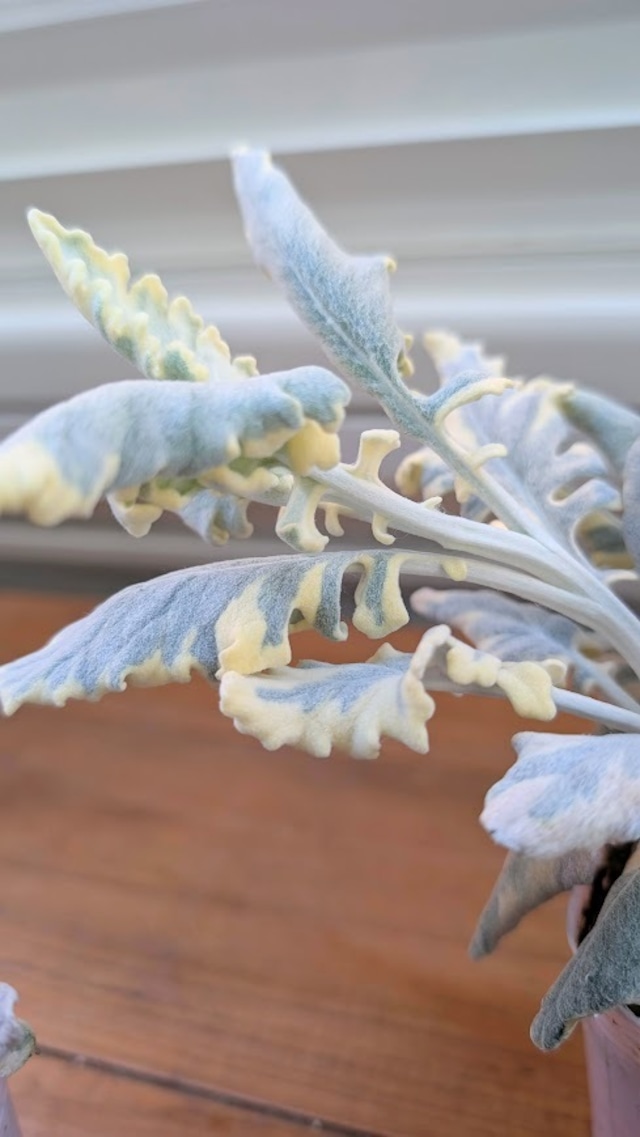 セネシオ『バニラッテ』　2.5号ポット　１苗