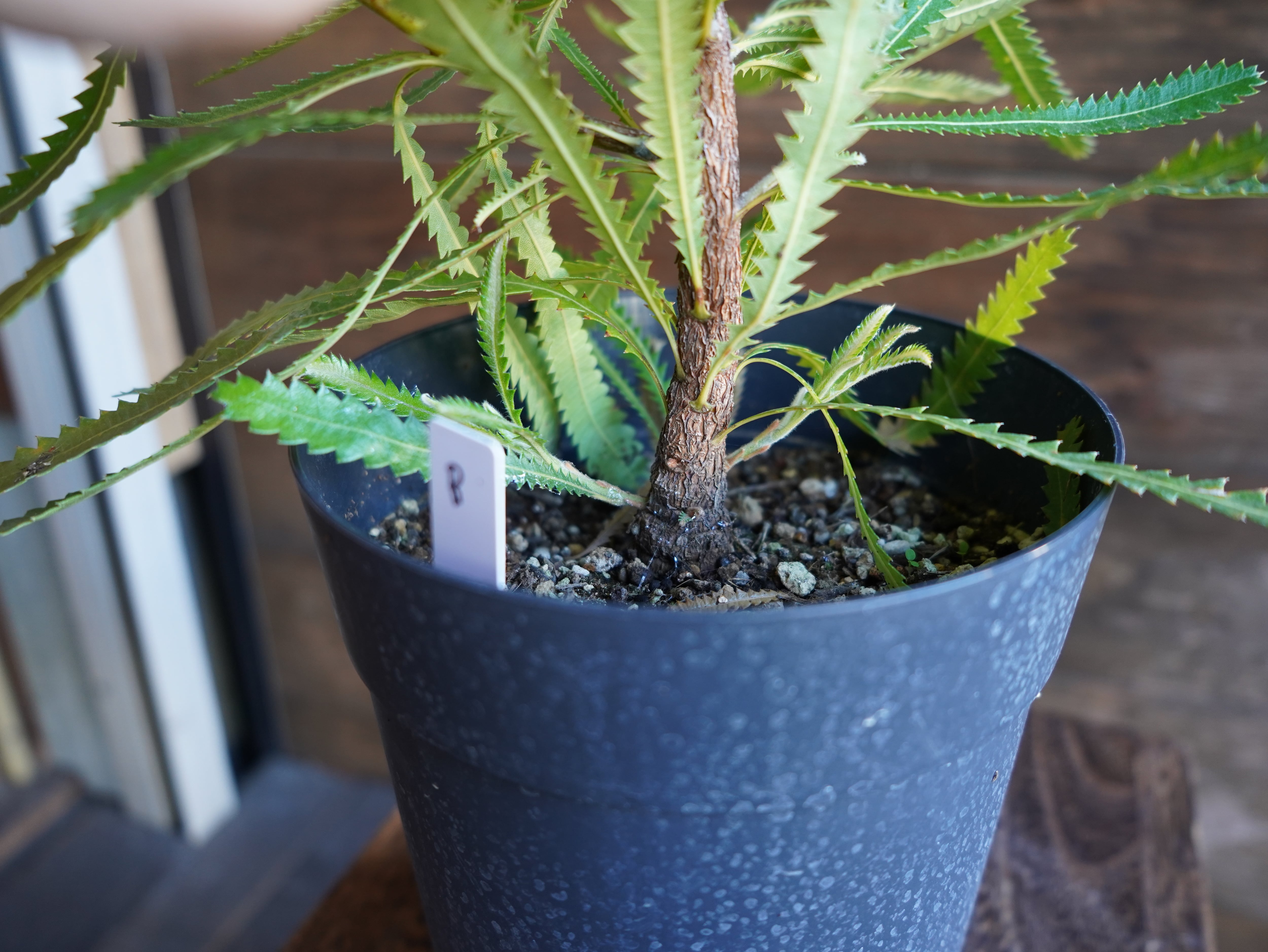 【現物】バンクシア ”アエムラ” 6号 B