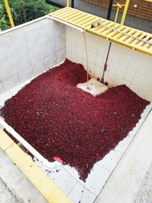 コスタリカ　バラブランカ農園　ホワイト（中煎り）[コーヒー豆:200g]