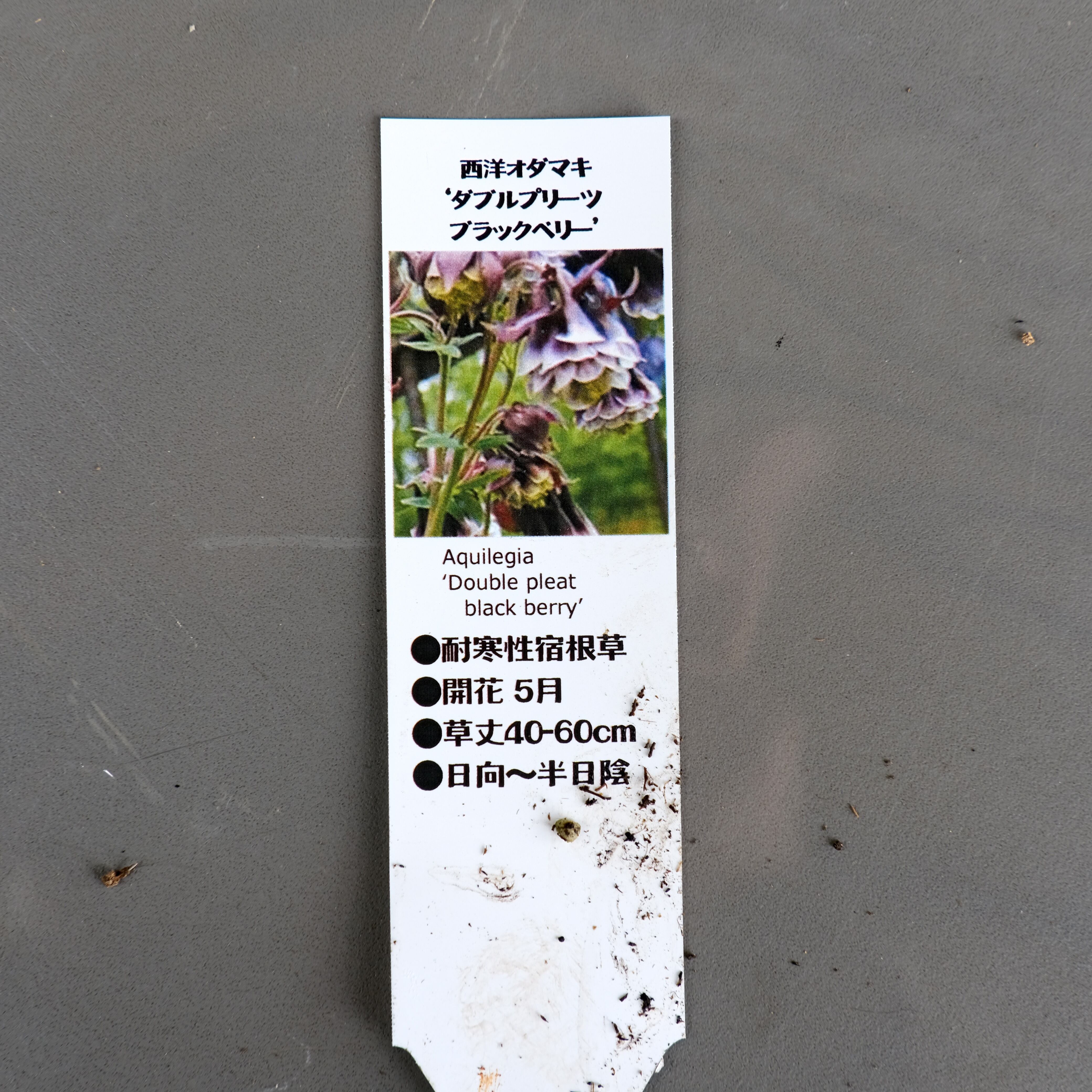 新品種！オダマキ《 ダブルプリーツ ブラックベリー 》 | グリーン