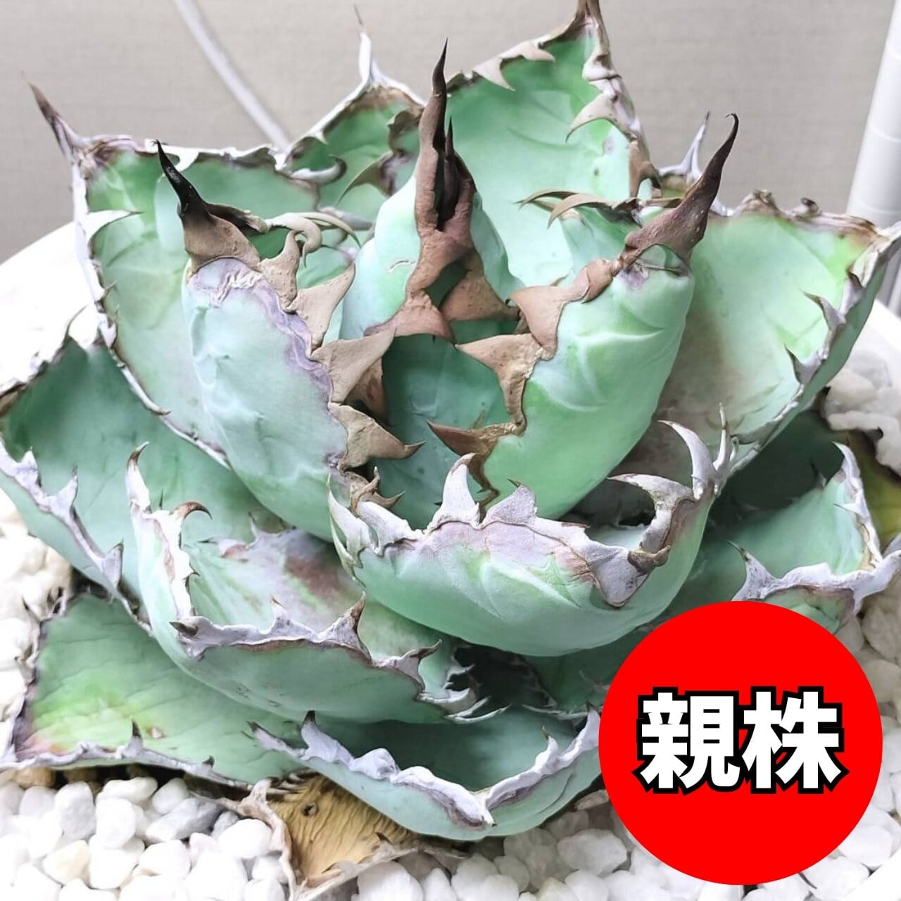 アガベ　萬代厳龍　LIZE産　５号鉢　ハイブリッド　チタノタ　ロファンサ 73.萬代厳竜(ロファンサ×チタノタHyb)/Agave lophantha×titanota hyb