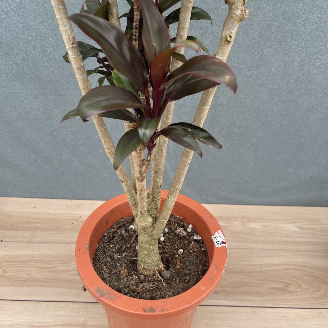 ［現品］20番　ドラセナ　パープルコンパクタ　8号　観葉植物　室内　おしゃれ 現品］20番 ドラセナ パープルコンパクタ 8号 観葉植物 室内 おしゃれ