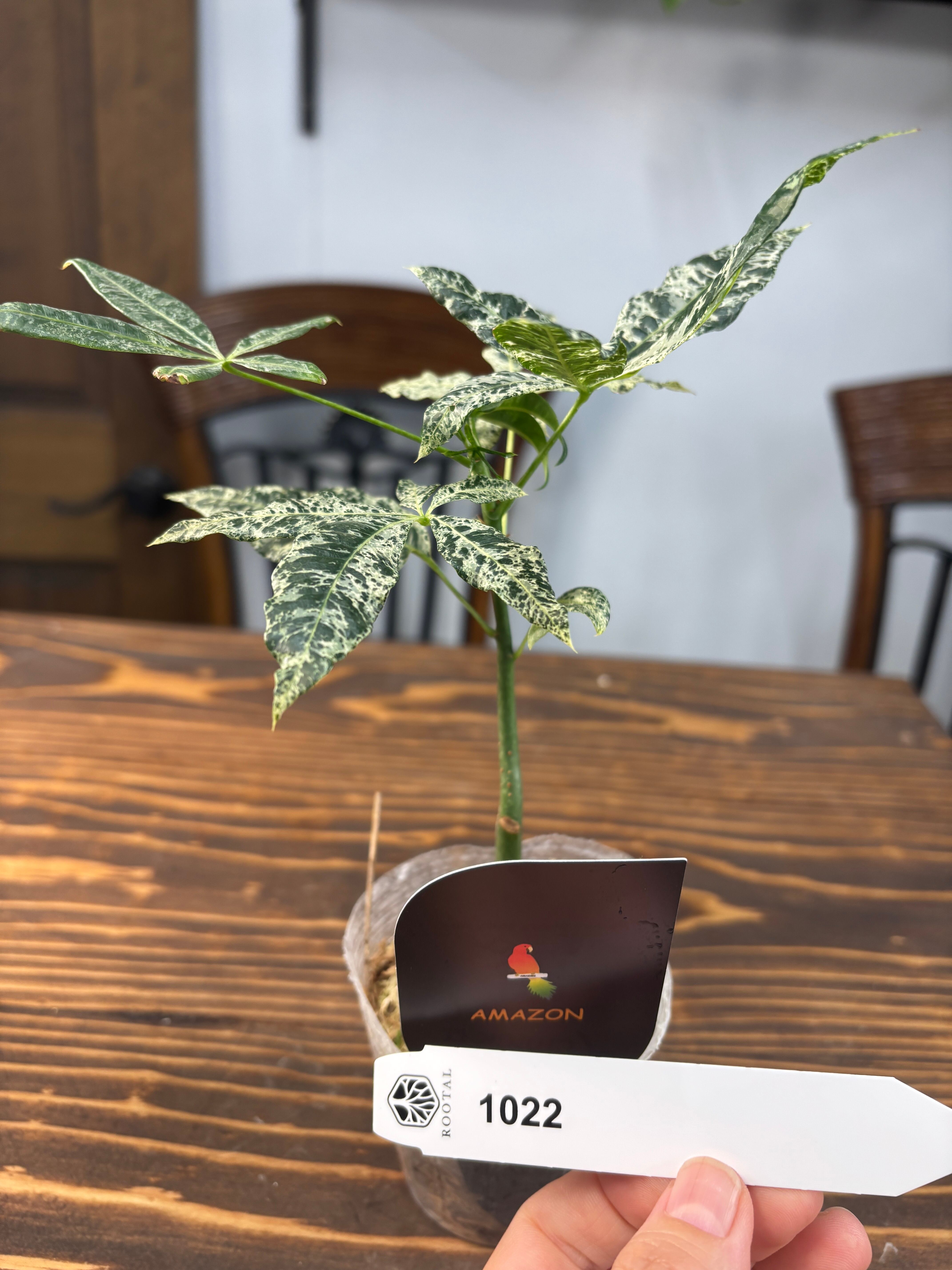 パキラの花様 リクエスト 2点 まとめ商品 パキラの花様 リクエスト 2点 まとめ商品 パキラ | 観葉植物の