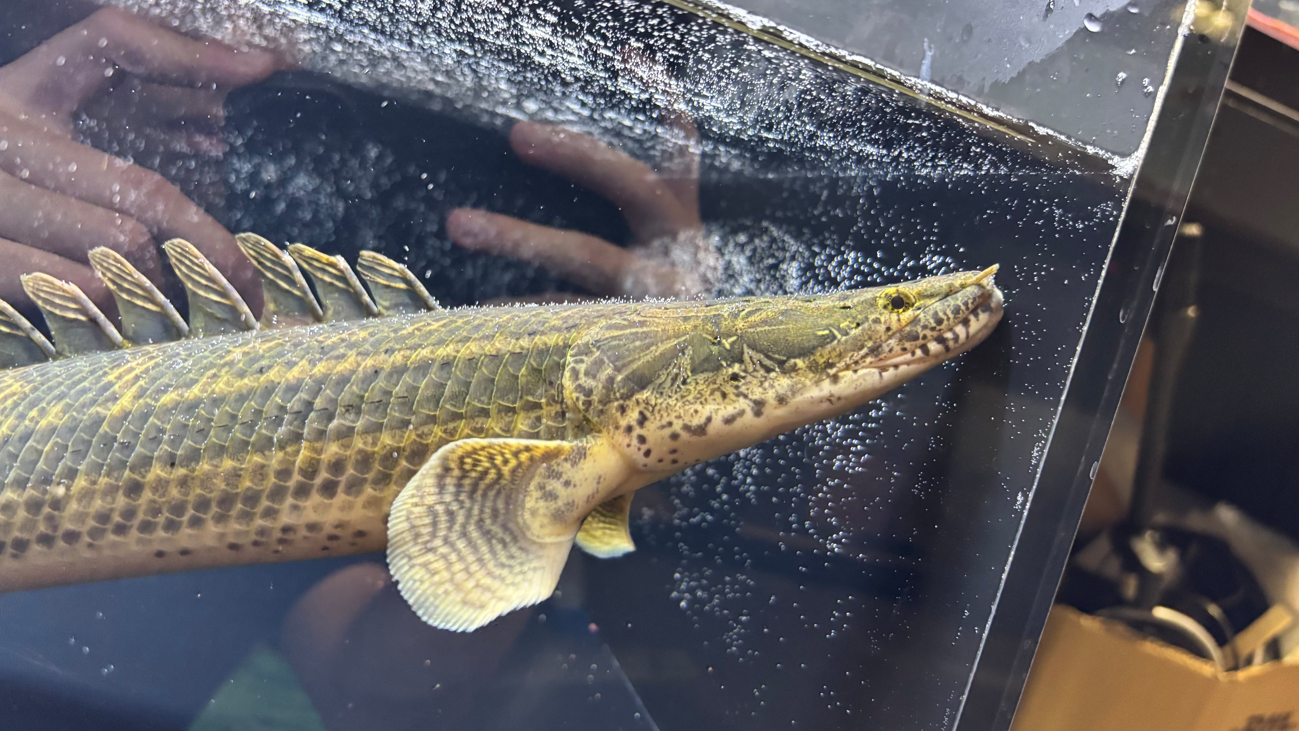 わいるどもんオリジナル 流動式フィルター用 砂 ポンプ ホース セット