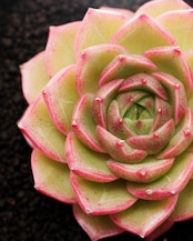 カット苗 ペニンシュラローズ 大株 Echeveria 'Peninsula Rose'