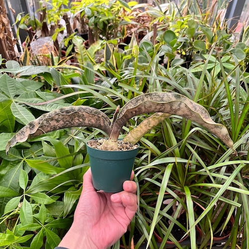 Sansevieria kirkii var. pulchra Coppertone サンスベリア キルキー プルクラ コパトーン SVKPC1