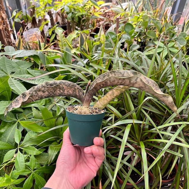 Sansevieria rorida サンスベリア ロリダ 4