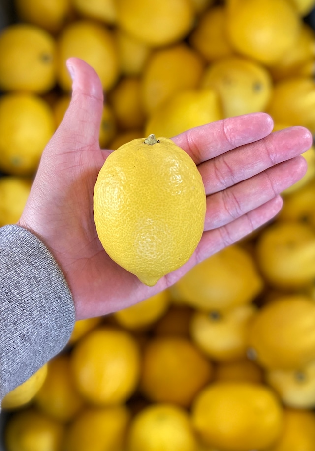 越冬完熟の島レモン 1kg〜（ハウス栽培）