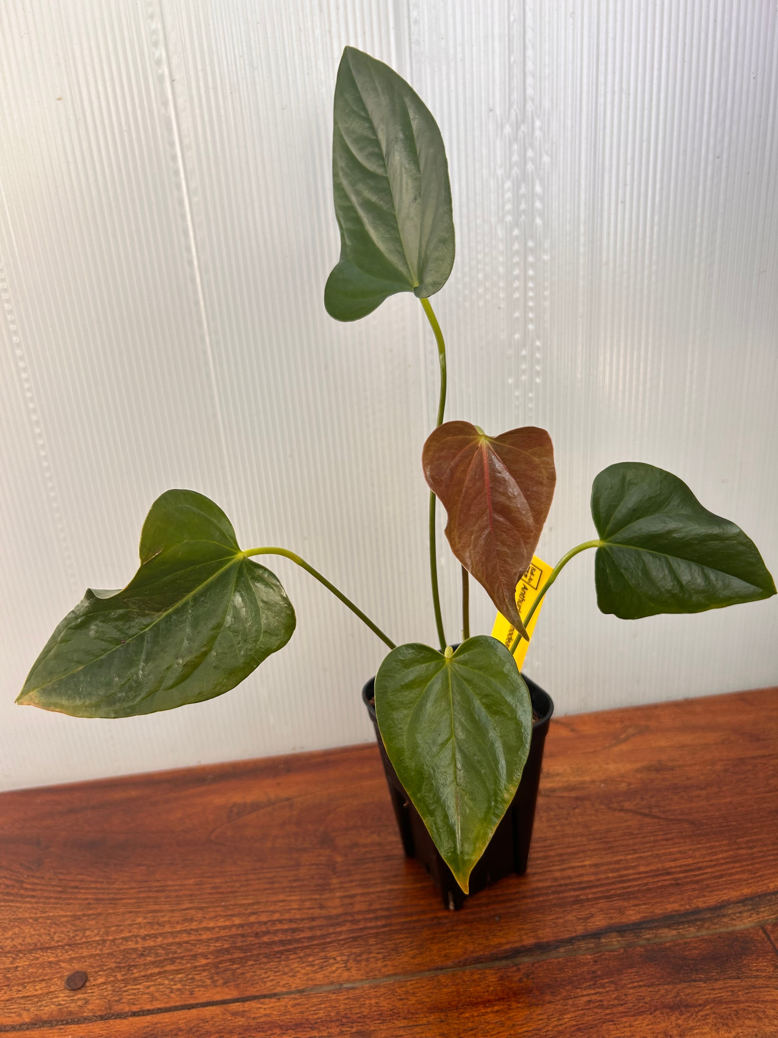 Anthurium | BALI-AN 園芸