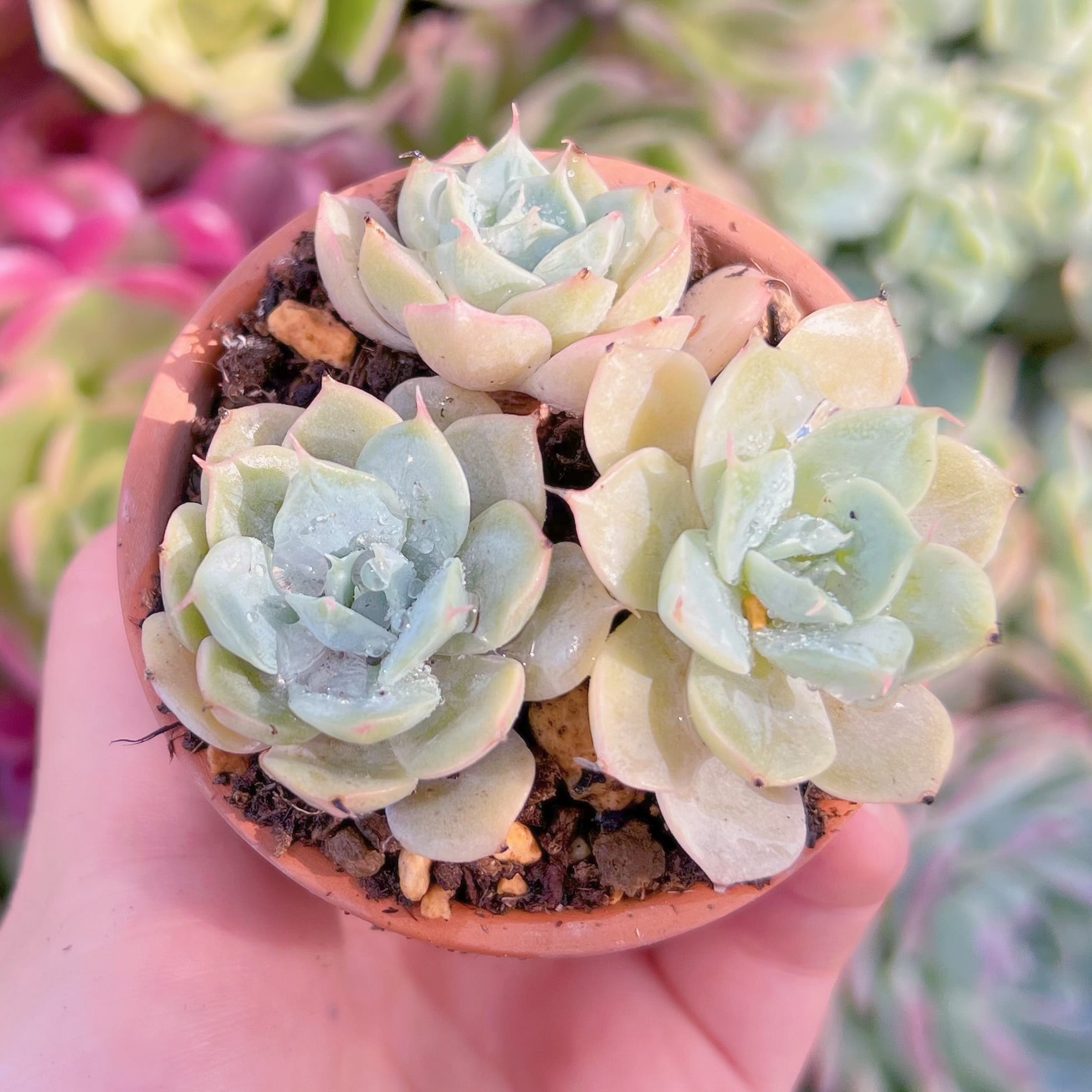 現品　雪国#239　るる農園