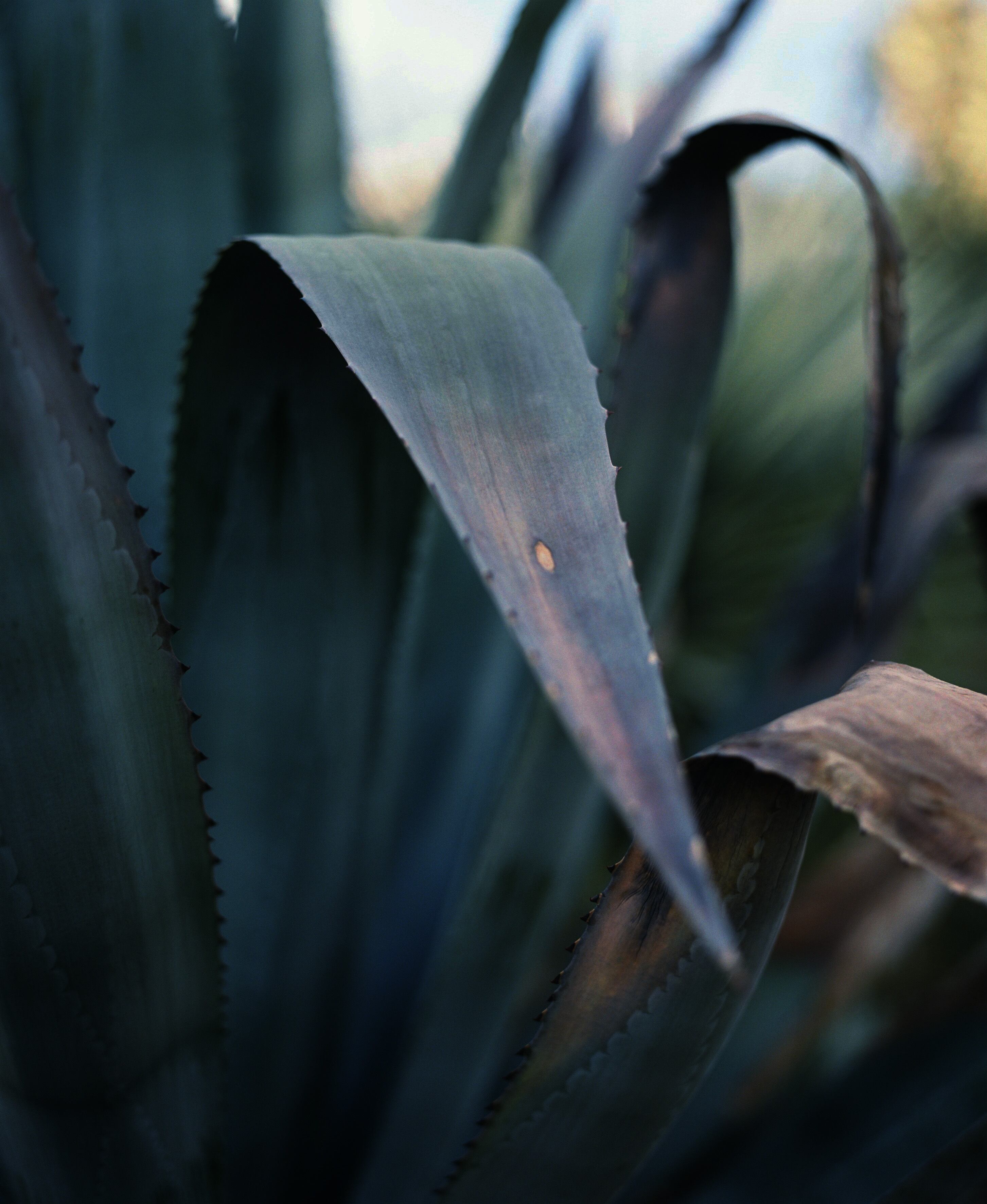残間奈津子(写真)アオノリュウゼツラン (植物・大四つサイズ ⑨)