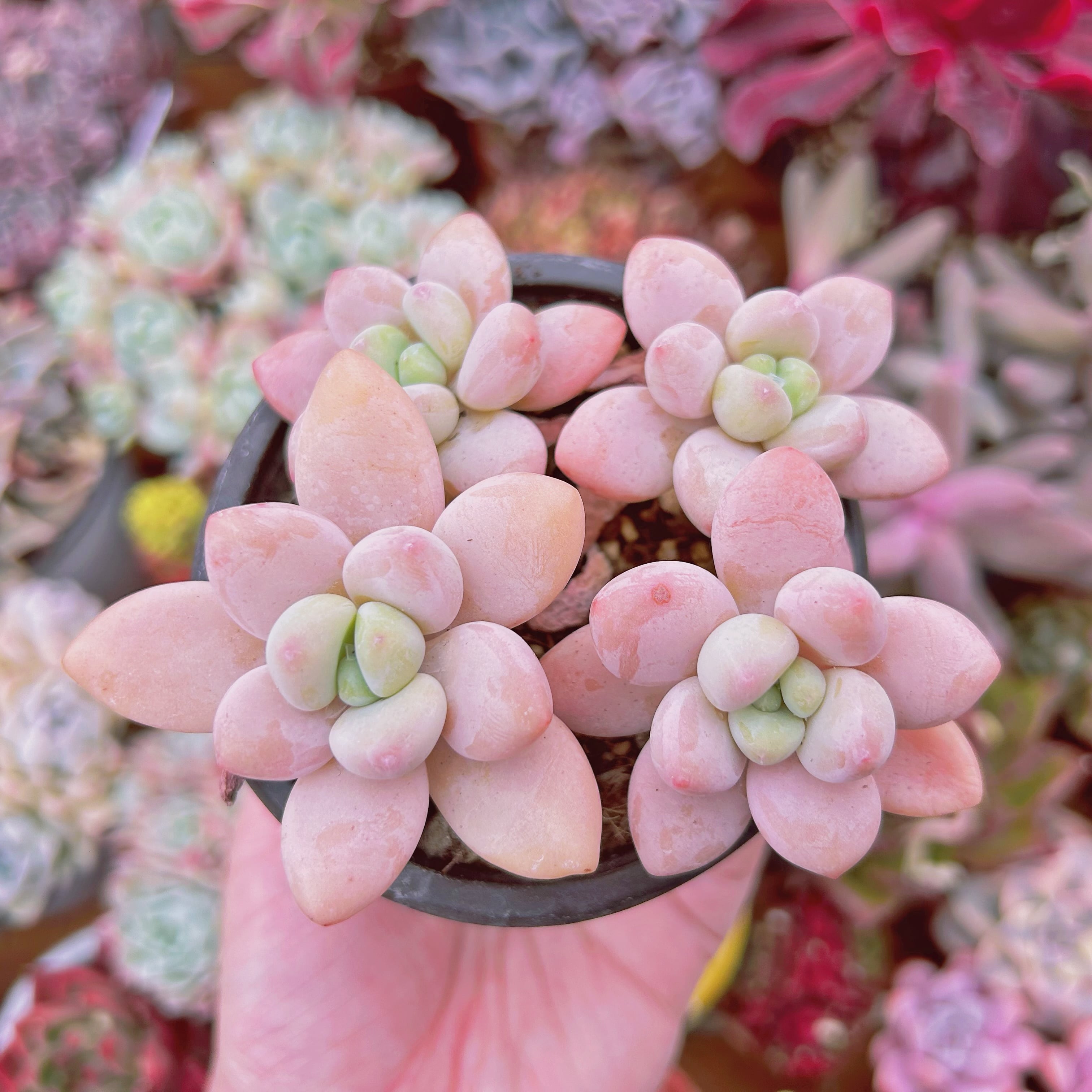 #921現物　多肉植物　シャボン玉　特大群生