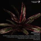 【送料無料】Neoregelia 'Lucifer'〔ネオレゲリア〕現品発送N0329