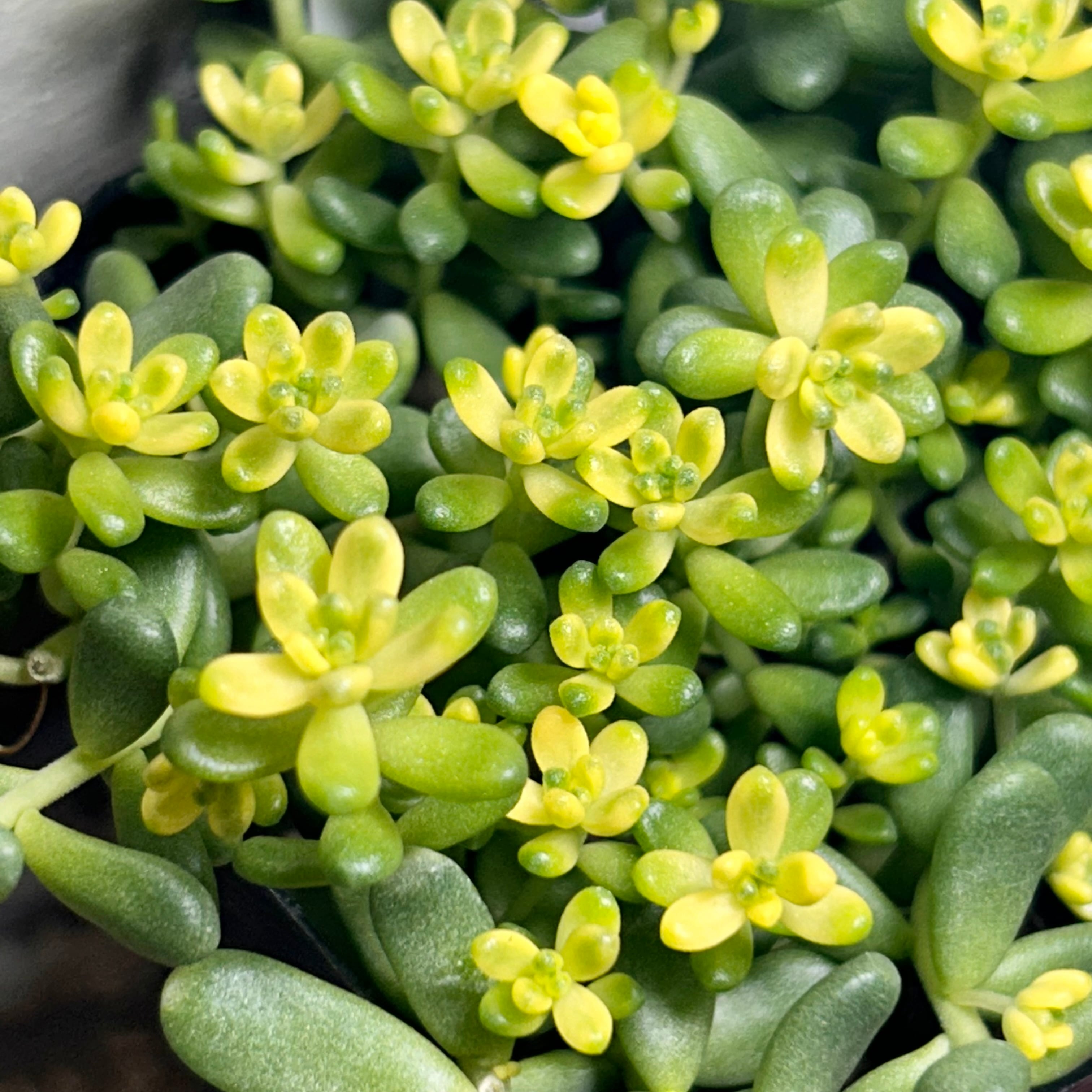 錦 | RuPo 多肉植物専門店