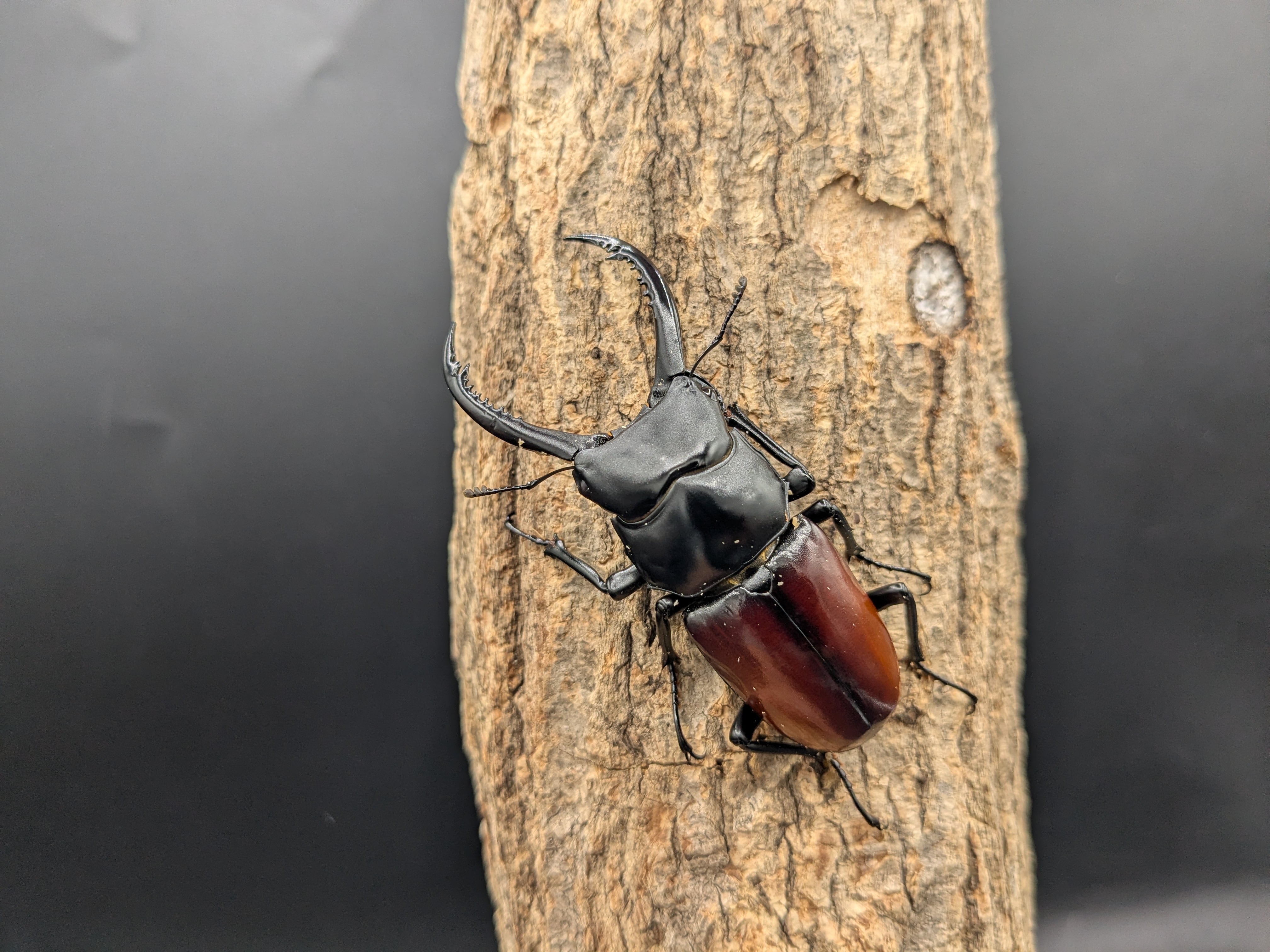 アローコクワガタ リエン ♂68mm♀39mm