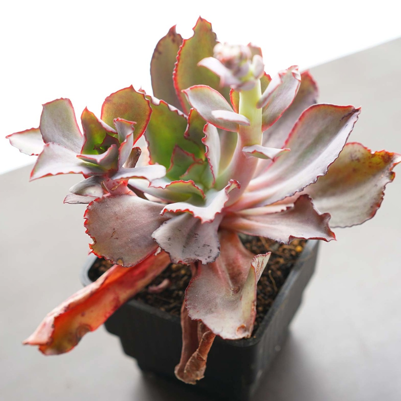 【限定1株】抜き苗 ルーブル Echeveria 'Louvre'