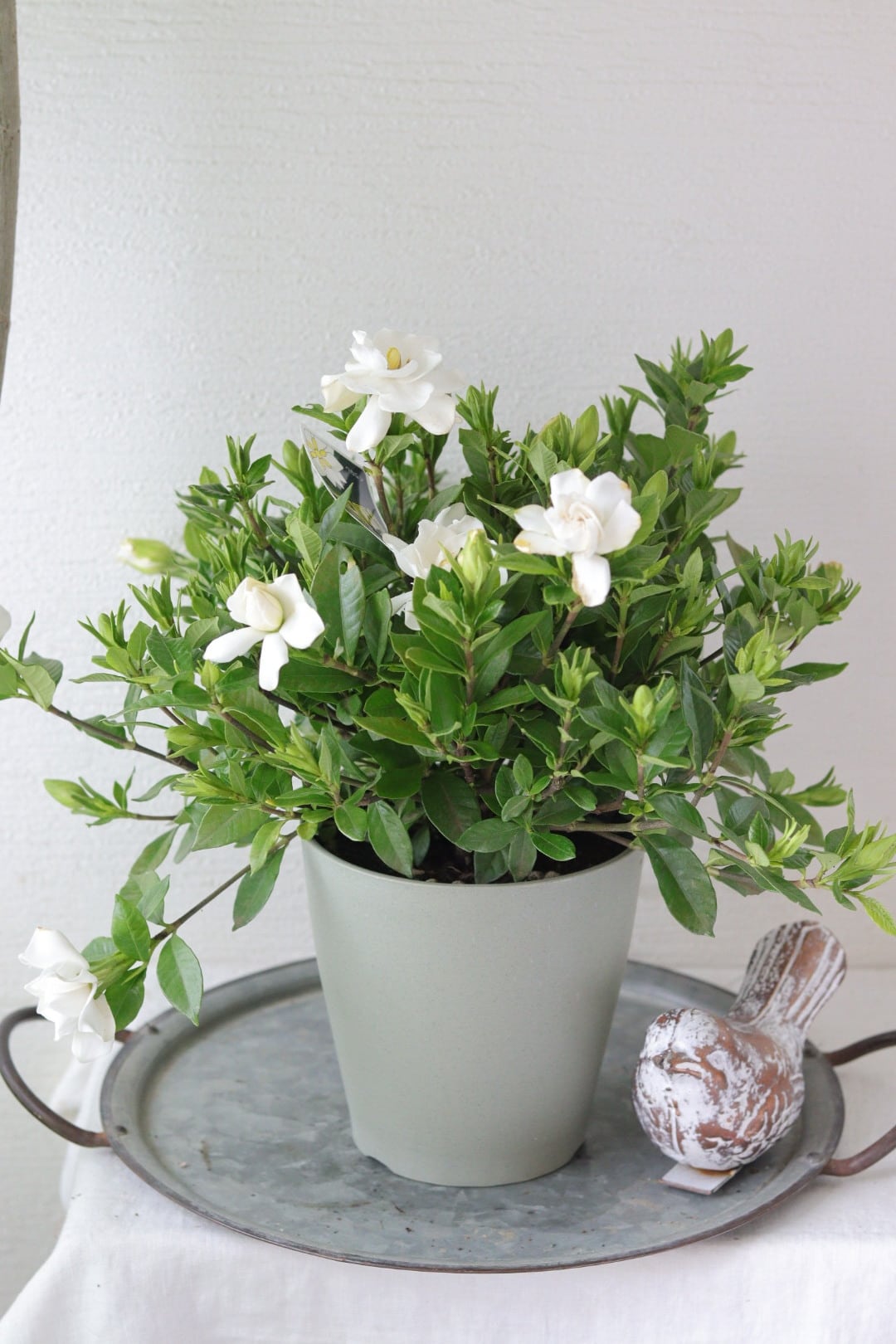 ワイルドプランツ♡柱サボテン♡観葉植物 ワイルドプランツ♡柱サボテン♡観葉植物 | Total Plants Egret