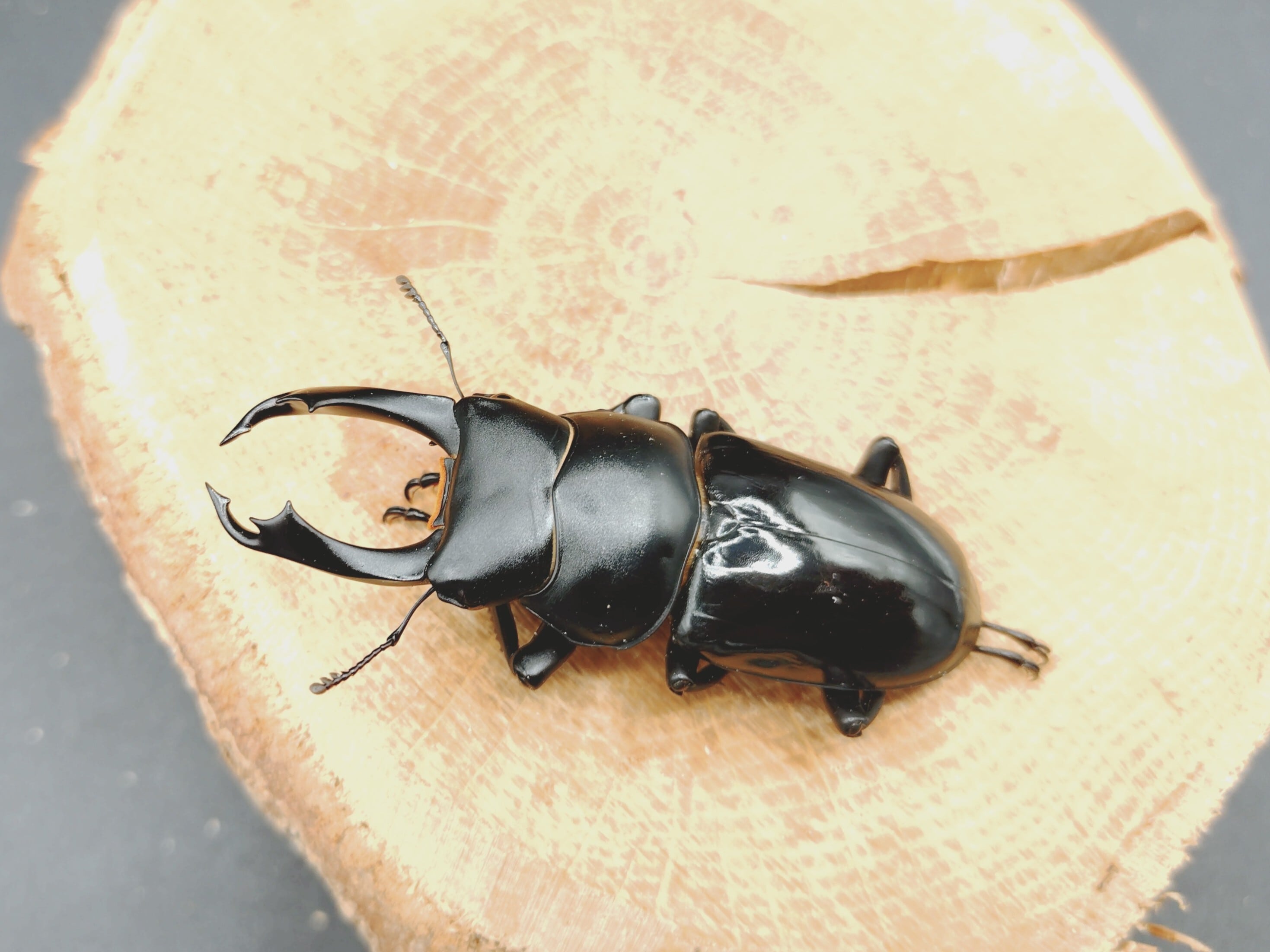 クワガタムシ | クワガタムシ・カブトムシ専門ショップ CIEL