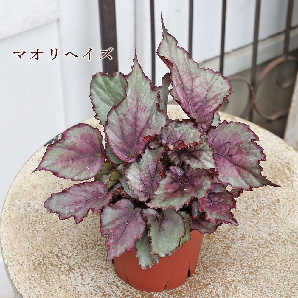 (水)夜 ~ワンオク ベゴニア ビスタ ② 観葉植物 レックスベゴニア 観葉植物 レックスベゴニア ビリーフシリーズ 3.5号 個性的 カラフル