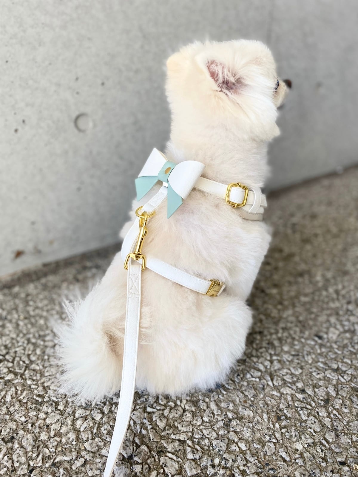 名入れハーネス4点SET | 選べるリボン付き(Snow white) | DoggyWiz