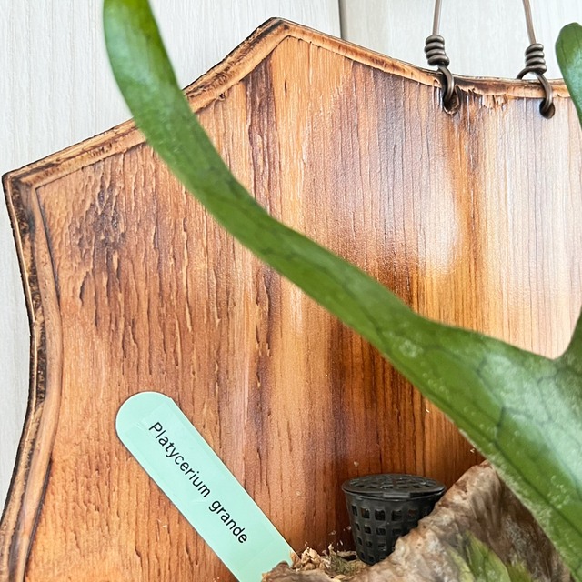 ビカクシダ グランデ 板付 【観葉植物 壁掛け コウモリラン】