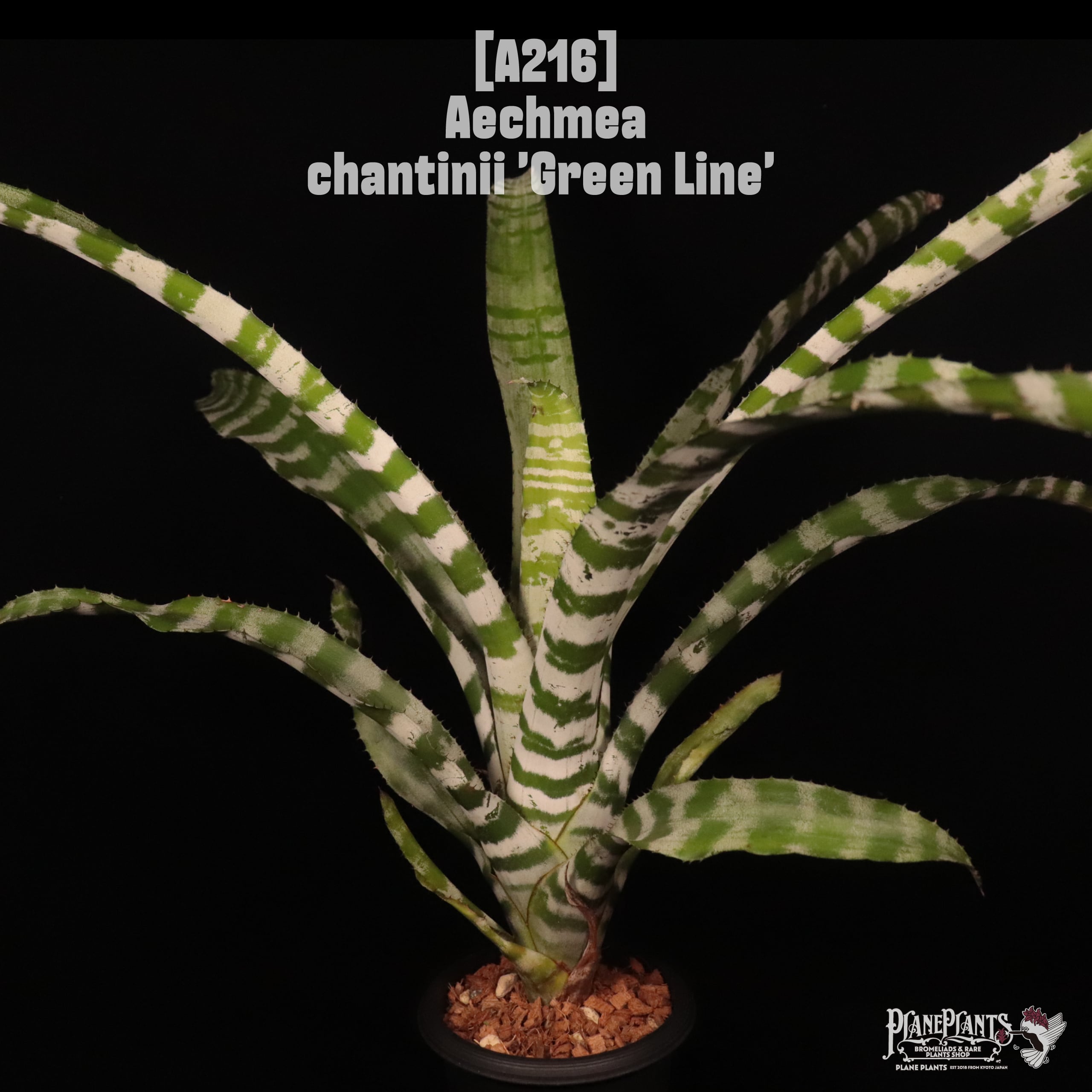 送料無料】Aechmea chantinii 'Black Ice' seedling〔エクメア〕現品