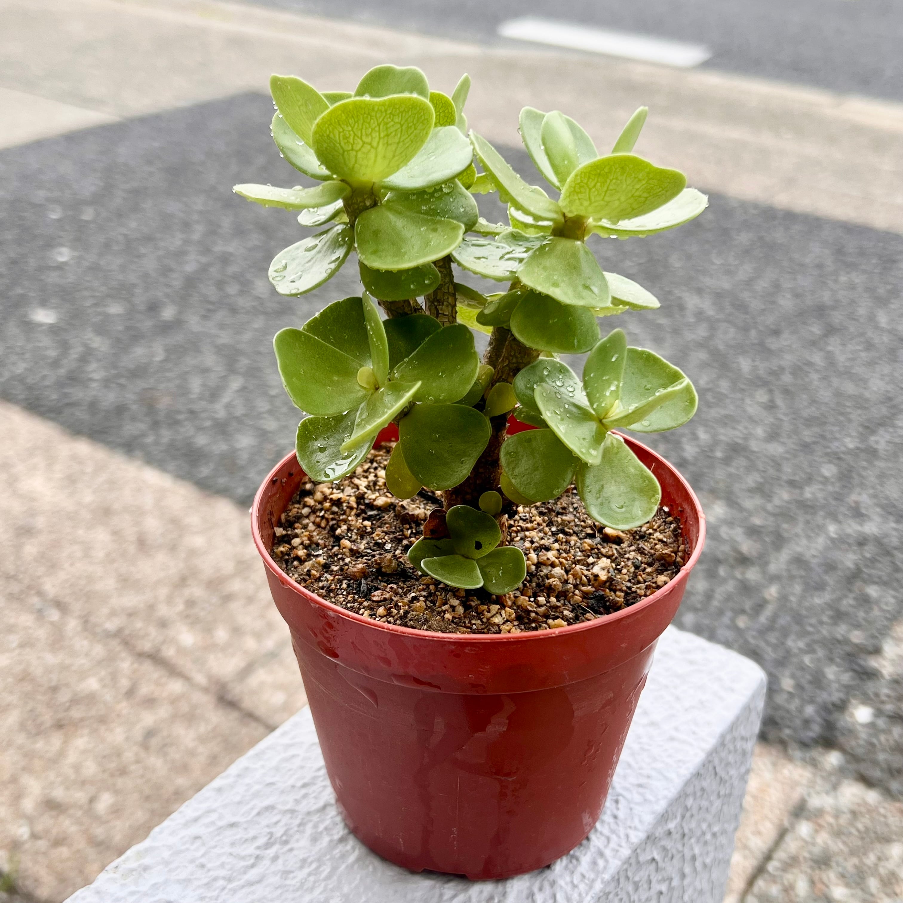 PLANTS SHOP OLIVE