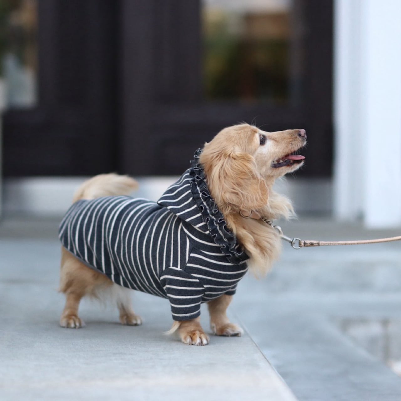 NOW ON SALE!! | カニンヘンダックスとミニチュアダックス専門のお洋服