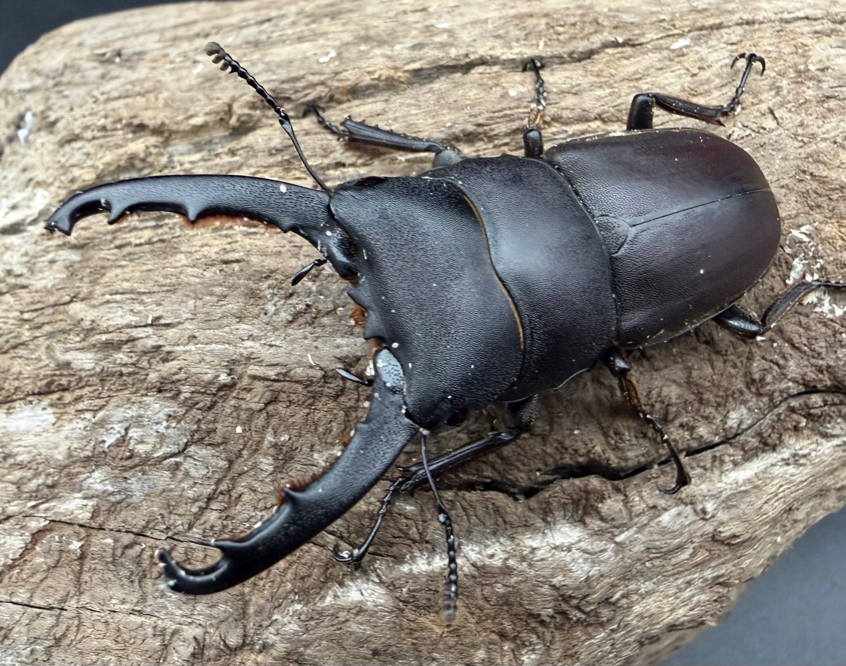 WD】《タウルスヒラタ原名亜種 パダン産 52.5mm ペア》 | KPW公式