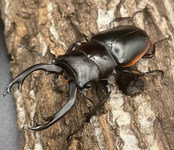 【WD】《クベラツヤクワガタ亜種sinensis 71mm ペア》