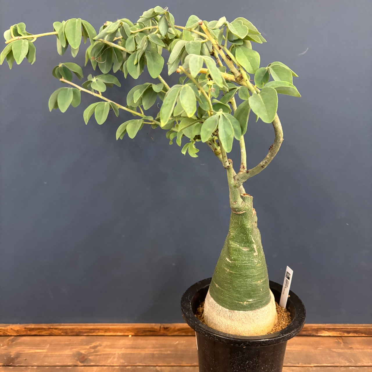 アデニア グラウカ【850】