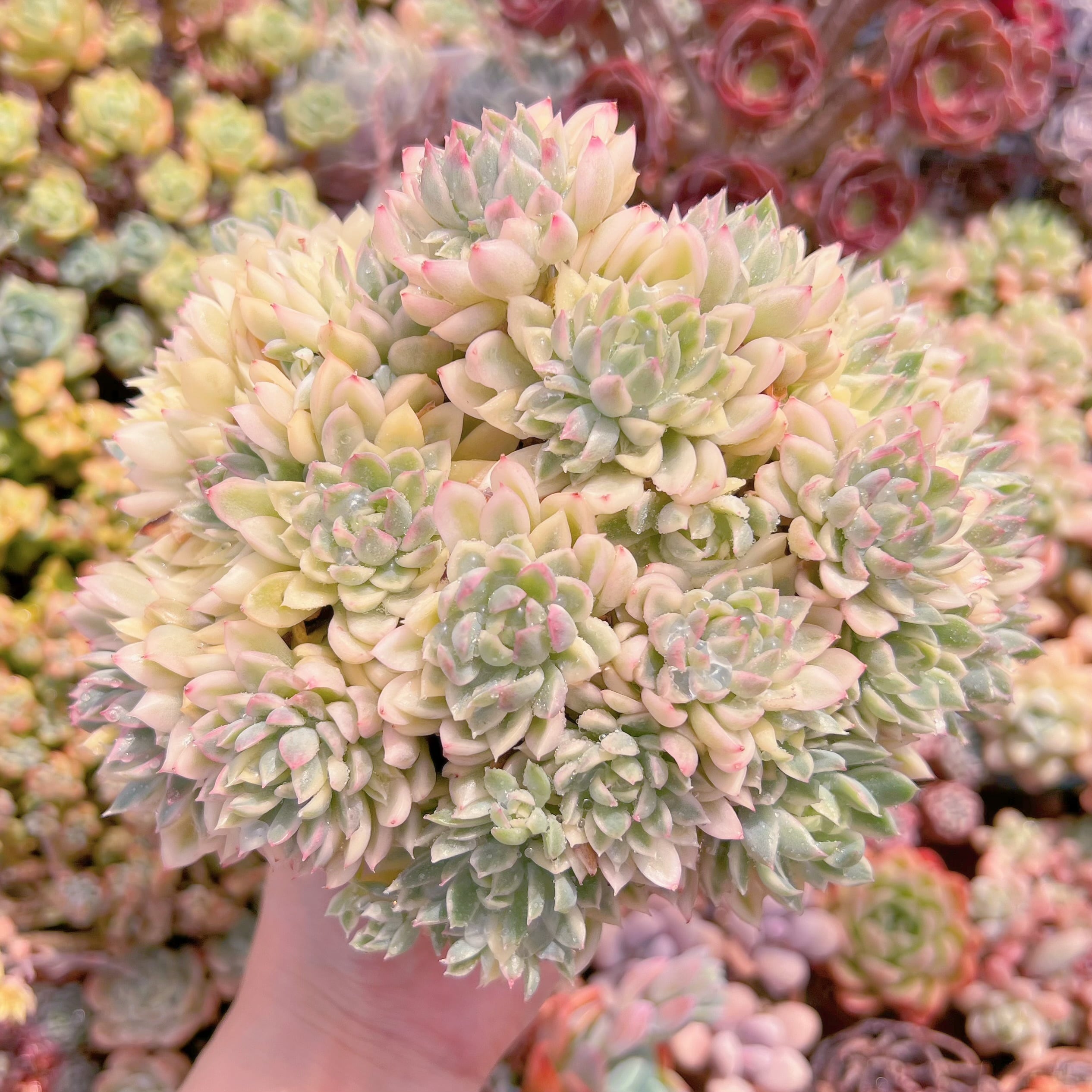 現品　女雛錦#2192　群生　るる農園