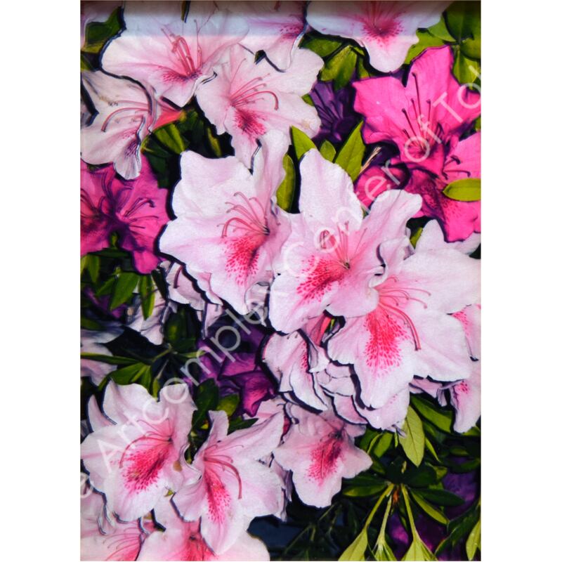 やましたみか「悦びをこめて」