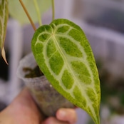 Red Crystallinum × Silver Blush / アンスリウム・レッド クリスタリナム × シルバーブッシュ⑦