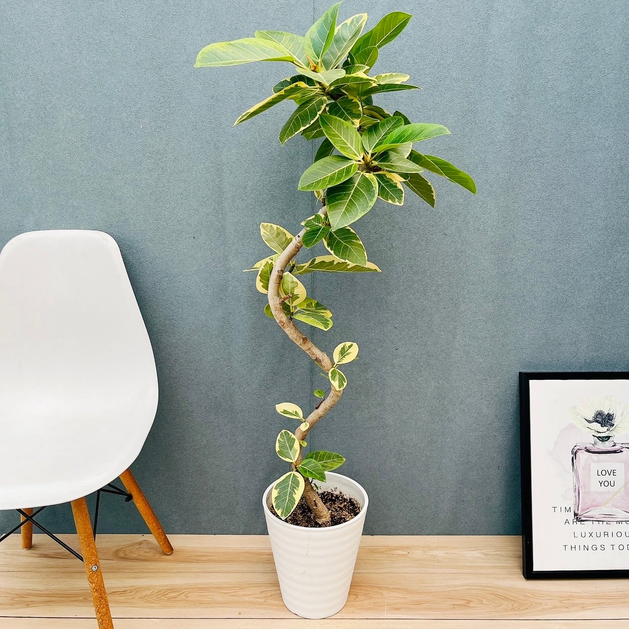 現品］フィカス ベンガレンシス 曲がり 8号 観葉植物 室内 大型 ゴムの