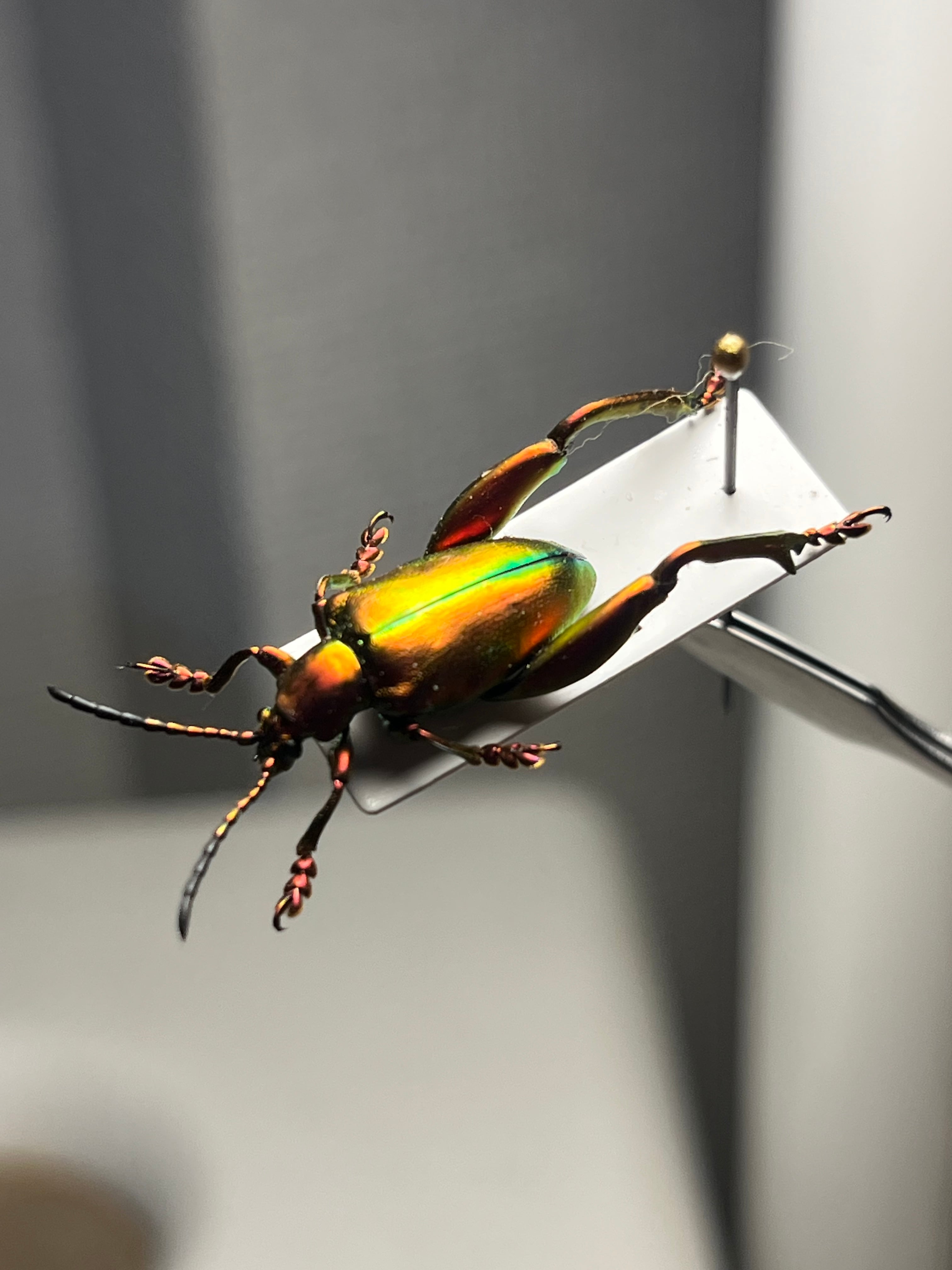 ミドリモモブトハムシ レッドフォーム 標本 プラチナコガネ タマムシ