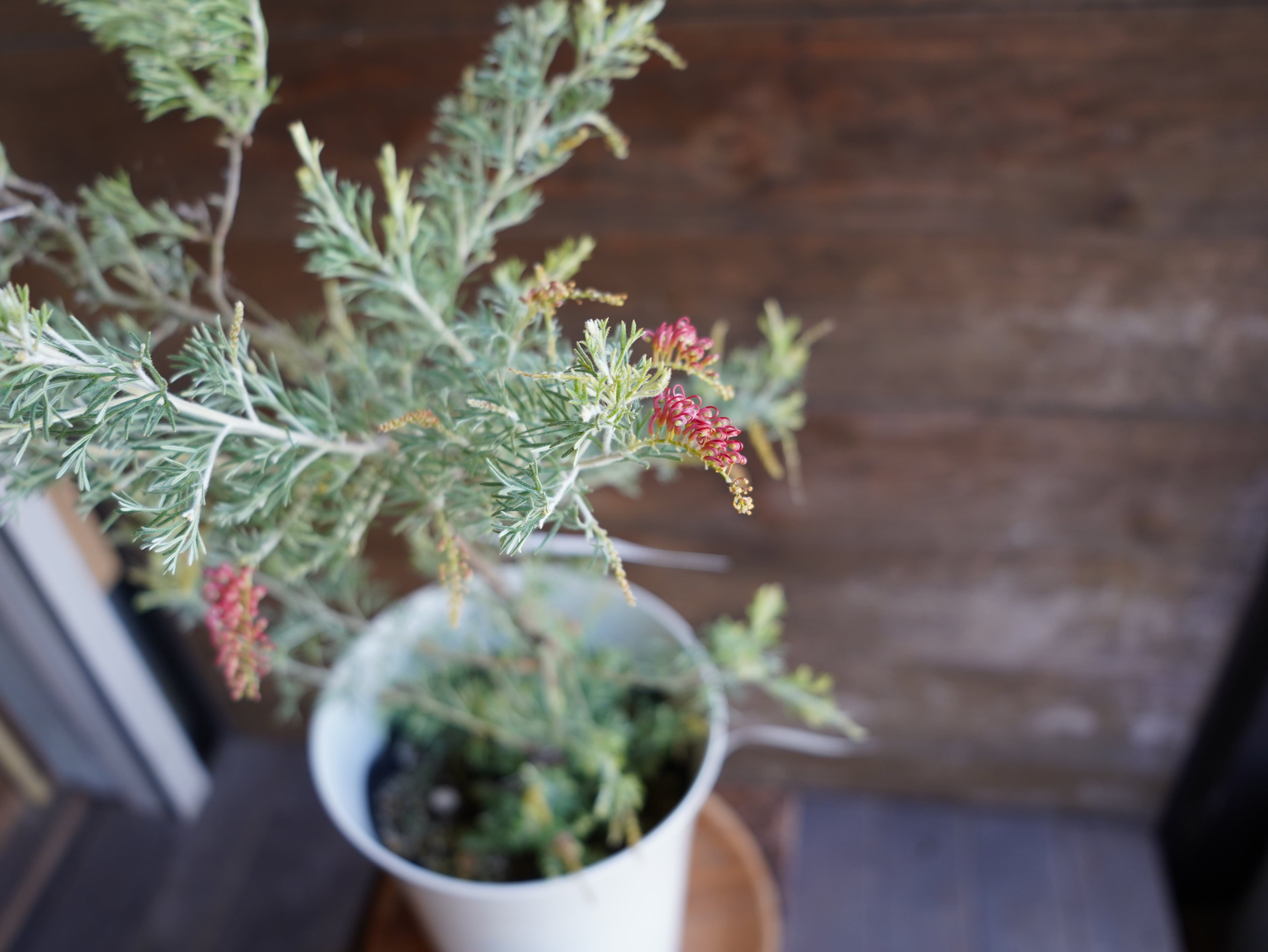 【現物】グレビレア　”マジックランタン”