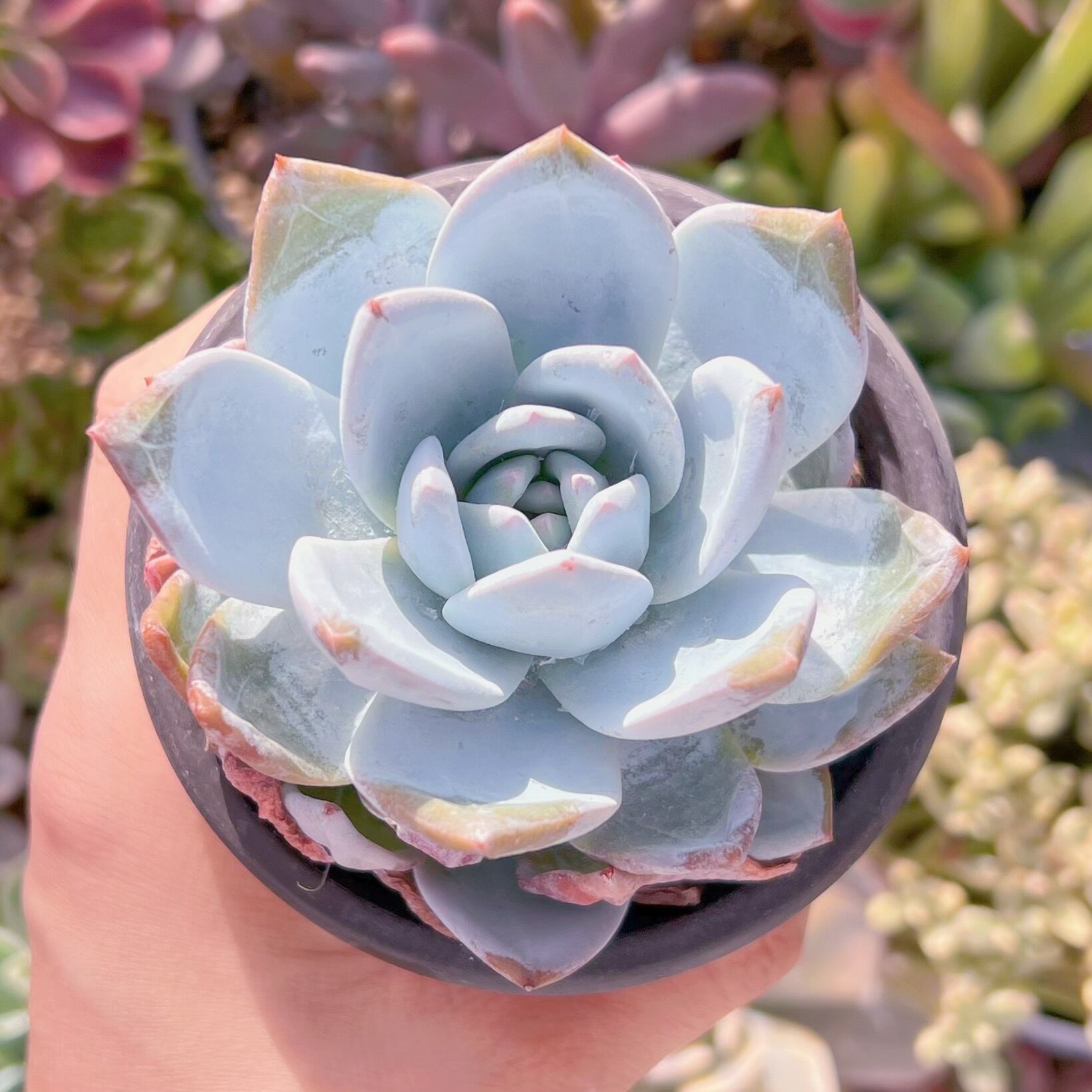 現物　スノアンジュ#030   古株   るる農園